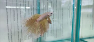 Рыбы: Петушки (Betta splendens), декоративные самцы с роскошными — 2
