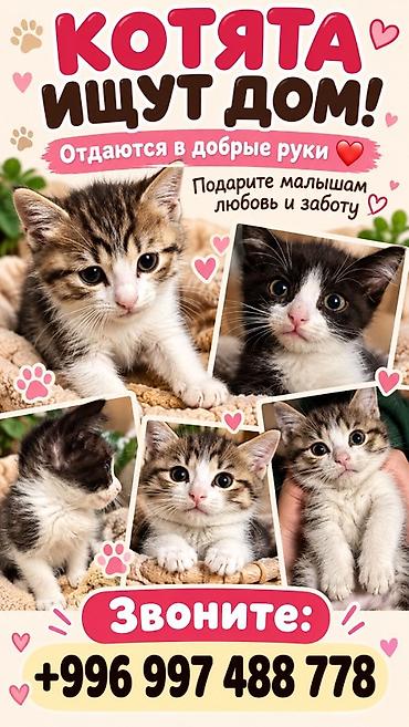 тез арада: Котята ищут дом — отдаются в добрые руки. Ласковые малыши на фото — 1
