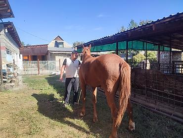 дарому собаку: Продаю | Кобыла (самка) — 7