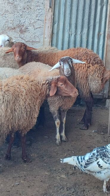 Qoyunlar, qoçlar: Sağlam cavan heyvanlardi kom satılır Kurdexanidadi. Ümumi 12 Heyvandi — 2