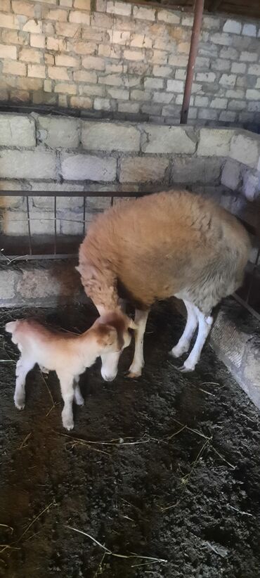 ev heyvanları: Birinci qarındı balası Erkəkdi