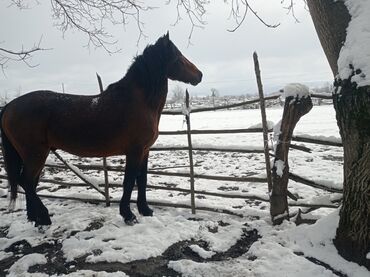 Atlar: Erkək, Qarabag, il: 7, Ünvandan götürmə