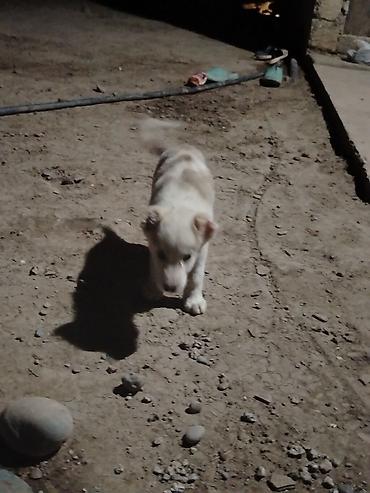 Alabay, 1 ay, Erkək lalafo.az -da Alabay, 1 ay, Erkək
