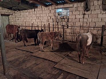 Inəklər, öküzlər: Dişi, il: 1, 100 kq, Südlük, Ünvandan götürmə, Ödənişli çatdırılma — 5