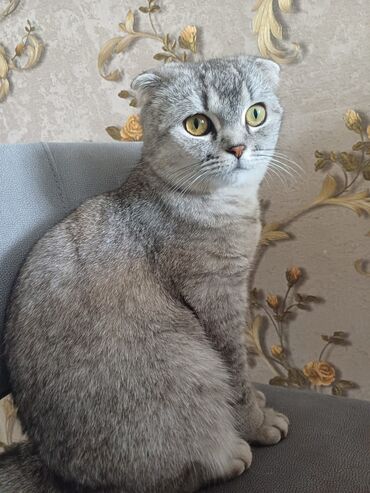 шотландский вислоухий рыжий котенок: Шотладская вислоухая, Самка