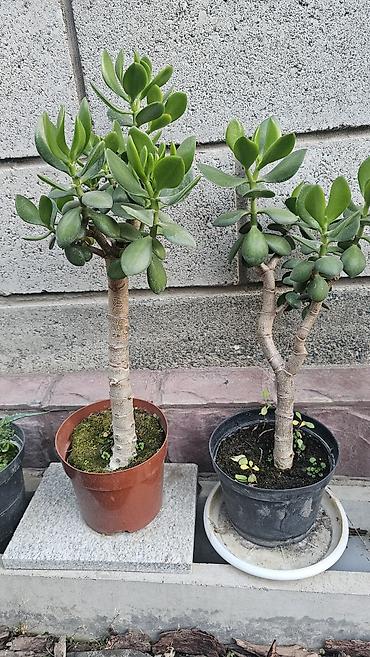Толстянка (денежное дерево) в горшках - Сорт: Crassula ovata
