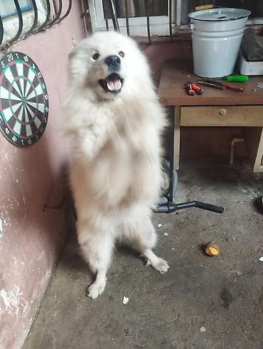 pidbul itler: Samoyed — 1