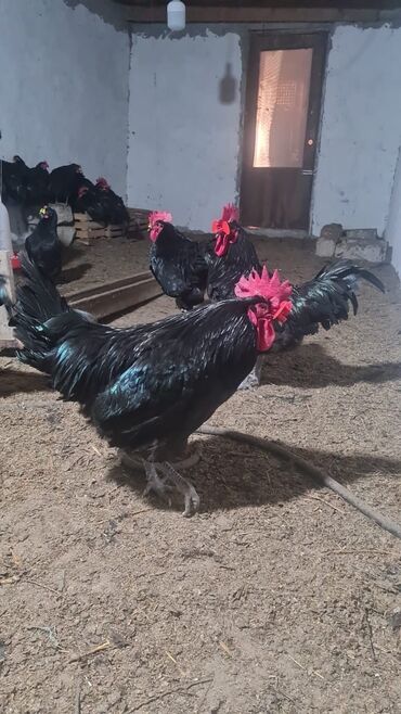 ayam cemani yumurta: Toyuq, Australorp, Damazlıq, Ünvandan götürmə, Ödənişli çatdırılma, Rayonlara çatdırılma