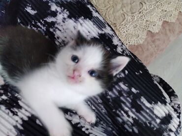 1 azn pişik: Qızıl şinşilla, Erkək, Yaxşı əllərə, Ünvandan götürmə, Ödənişli çatdırılma