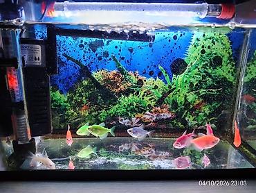 100 l akvarium: Akvaryum komplekti – rəngli tropik balıqlar ilə Tərkib: - Şüşə — 1