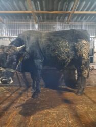 объявления о найденных собаках: Продаю | Бык (самец) | На откорм | Привязанные