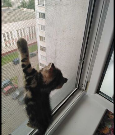 Jalüzlər: Жалюзи москитка.Лето приносит тепло и солнце, но вместе с ним в дом — 8