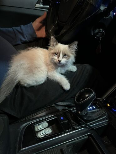 чипы для животных: Рэгдолл, 2 айлык, Эркек, Лотокко барууга үйрөтүлгөн