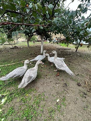kangal satışı: Dişi, | Macar, Damazlıq, Ünvandan götürmə — 3