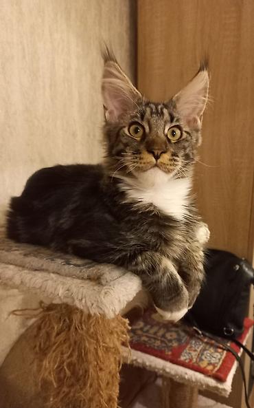 Котёнок мейн-куна чёрный мрамор с белым готов стать Вашим.☝️😍 Лоток