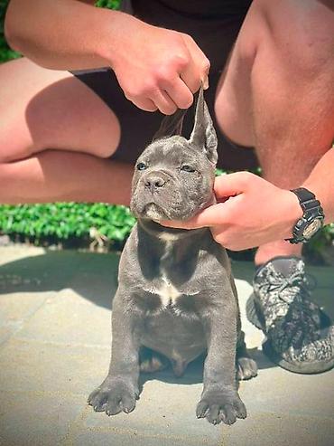 Psi: Cane Corso štenci Štenci Kane Korso stari 2 meseca na prodaju. U — 5