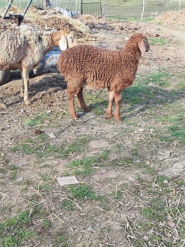 Баран, овца: Продаю | Овца (самка) | Арашан | Для разведения | Матка — 10