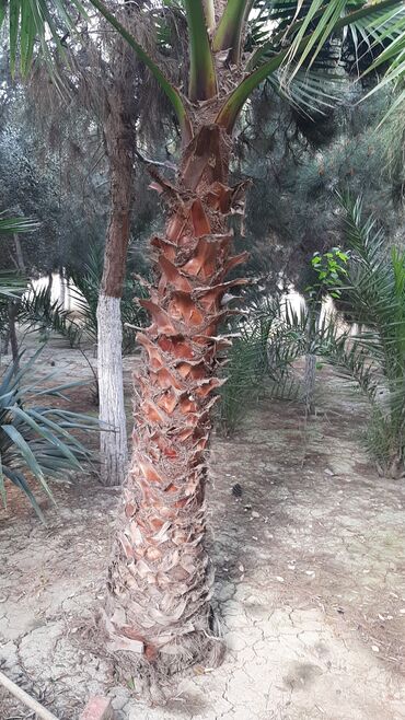 palma agacinin qiymeti: Пальмы