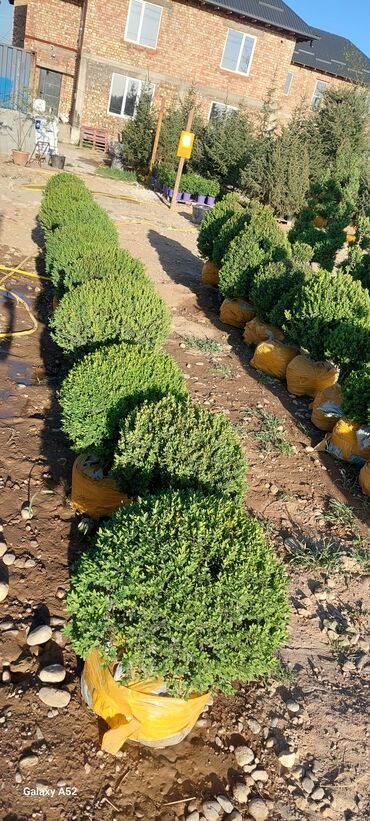 Декоративные деревья: Саженцы деревьев: Платная доставка — 8