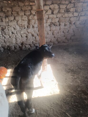 продажа щенков немецкой овчарки с документами в бишкеке: Продаю | Музоо, торпок | Голштин, Швицкая | Для разведения | Искусственник