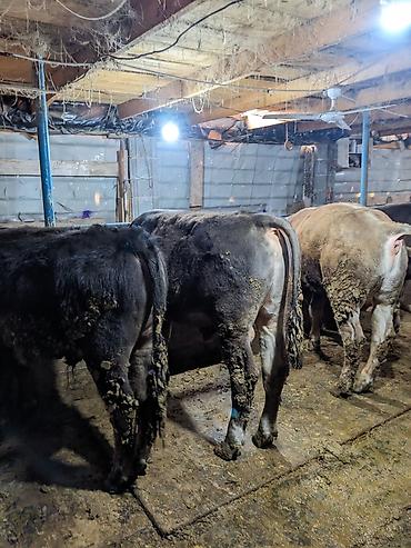 Коровы, быки: Продаю | Бык (самец) at lalafo.kg — 8 Коровы, быки: Продаю | Бык (самец) — 8