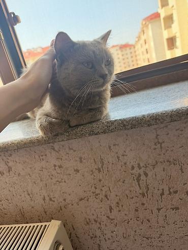 Boz rəngli, qısa tüklü ev pişiyi - Rəng: vahid boz (blue/grey) - Tük lalafo.az -da Boz rəngli, qısa tüklü ev pişiyi - Rəng: vahid boz (blue/grey) - Tük