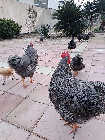 Xoruzlar: Barred rok yumrtasi satilir — 8