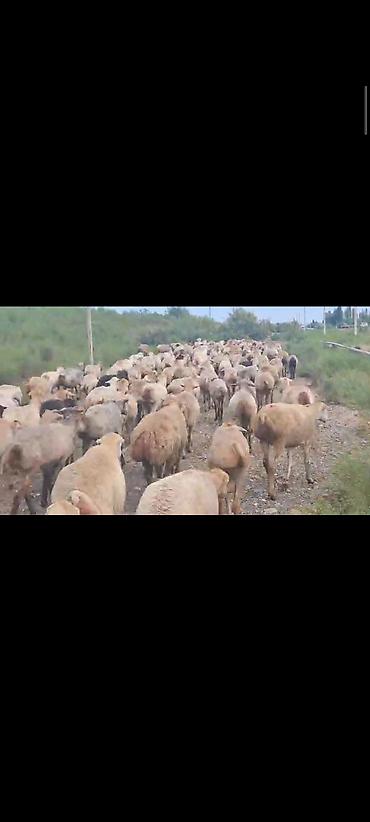 Mal-qara: Dişi, il: 1, 60 kq, Damazlıq, Ünvandan götürmə — 4