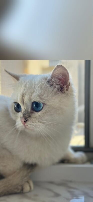 отдам собаку в хорошие руки: Pişik 300 azn satilir‼️Oglandı 4aylıq qum tərbiyəsi var unvan koroglu at lalafo.az отдам собаку в хорошие руки: Pişik 300 azn satilir‼️Oglandı 4aylıq qum tərbiyəsi var unvan koroglu