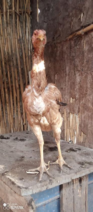 Toyuqlar: Toyuq, Damazlıq — 9