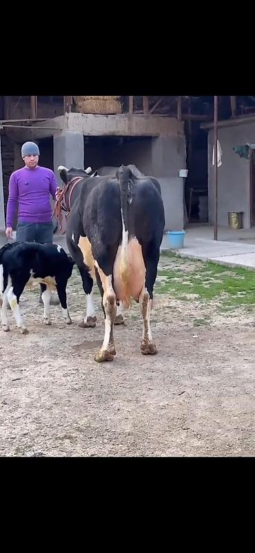 Inəklər, öküzlər: Südlük inək və balası - Cins: qara‑ağ (Holştin tipli) süd istiqamətli — 8