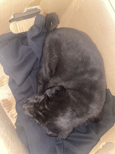 цены на собак: Щенок, окраска черная. На фото — короткошёрстный малыш с округлой