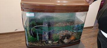 Akvariumlar: Akvarium satilir butun aparaturasi ile birge icinde 2 dene baligi var