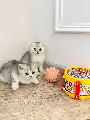 chi su: Шотландские вислоухие котята (скоттиш-фолд) серебристая шиншилла с — 6