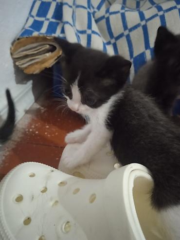 кот сфинкс: Котята, короткошёрстные, домашние. - Возраст: очень маленькие, уже — 2