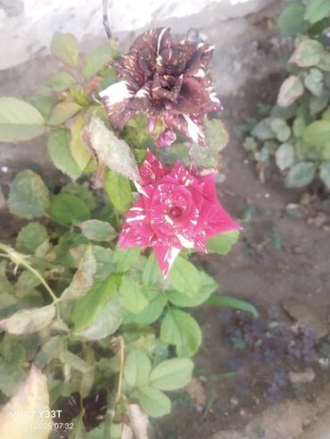 Ağaclar: Satılır: dekorativ bitkilər toplusu - Gül kolları (mini/çalı tipli) – — 16