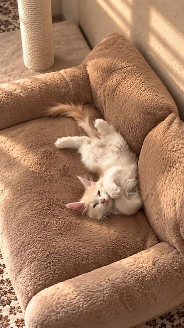 Мышыктар сатылат: 🐱 Продаётся котёнок мейн-кун, 3 месяца Ищем любящих и ответственных — 7