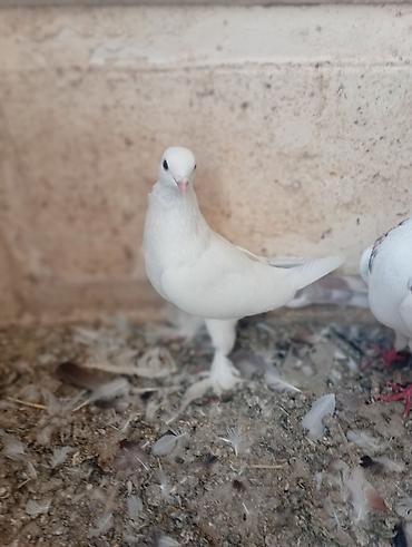 bulbul quşu satışı: SATILIR TUTULMA GÖYERCİNLERDİ TERGİZİLİR TEK TEK 10 M — 6