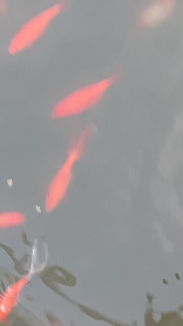 Akvariumlar: Yapon qizil baliqlari, hal hazirda hovoz seraitinde yasayirlar — 4