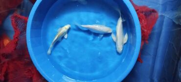 Balıqlar: Koi, Sülhsevər, Ünvandan götürmə
