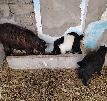 it ucun bit dermani: 3 eded keçi 1 ana 2 bala erkey ve dişi.Cemi 450 azn Unvan Kürdexani — 1