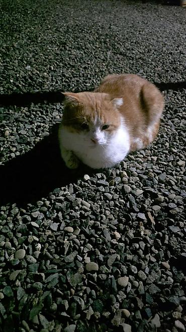 maine coon satisi: Şotland yastı qulaq, Erkək, Yaxşı əllərə, Ünvandan götürmə — 2