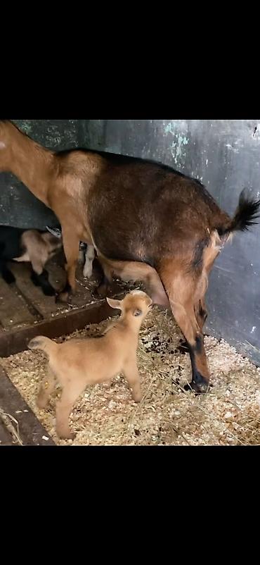 Keçilər, çəpişlər: Satılır: süd keçisi bala ilə Xüsusiyyətlər: - Ana keçi qəhvəyi-qara — 4
