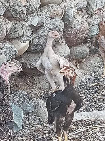 продажа птиц в баку: Сhicks, Для мяса, Платная доставка — 1
