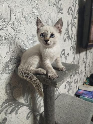 кошка белый: Котёнок с голубыми глазами - Возраст: примерно 1,5–2 месяца (по фото — 2