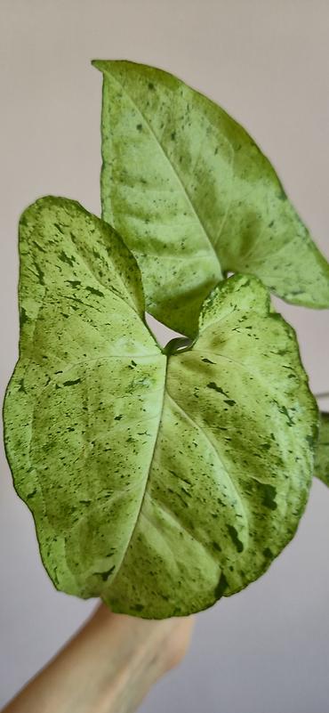 parnik salafan satilir: Syngonium green frickles. Tez böyüyen, rahat bitki. Bazar günü metro — 3