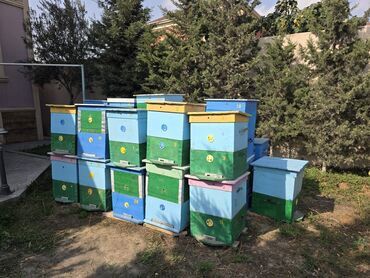 купить кролика в баку: Arı yeşiyi satılır 20 ədəd 2 mərtəbə 12 ramkalıq(böyük) 15 ədəd tək
