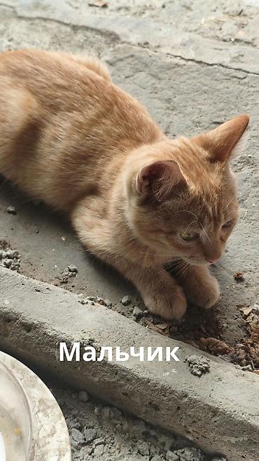 котята бесплатные: Отдаю в добрые руки котят потомственных охотников-крысоловов один — 4
