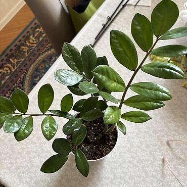 ev bitkisi: Zamioculcas zamiifolia (ZZ bitkisi) – dekorativ otaq bitkisi - Parlaq — 1