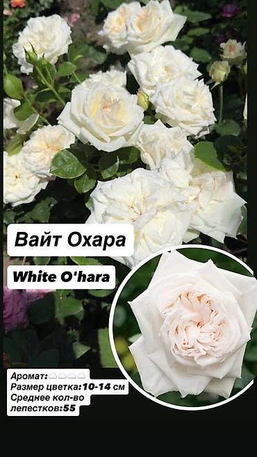 Комнатные розы: Саженцы — 6